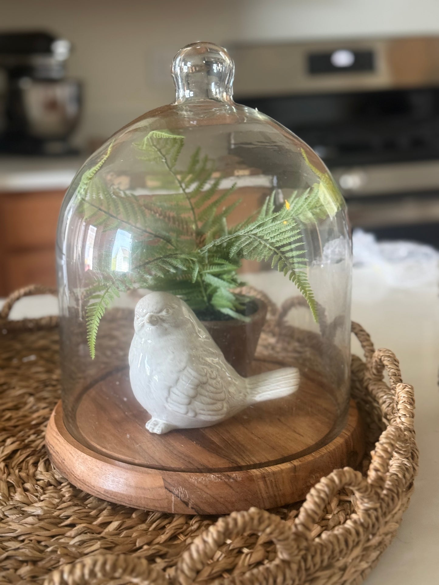 Glass Cloche with Acacia Wood Base -14''H