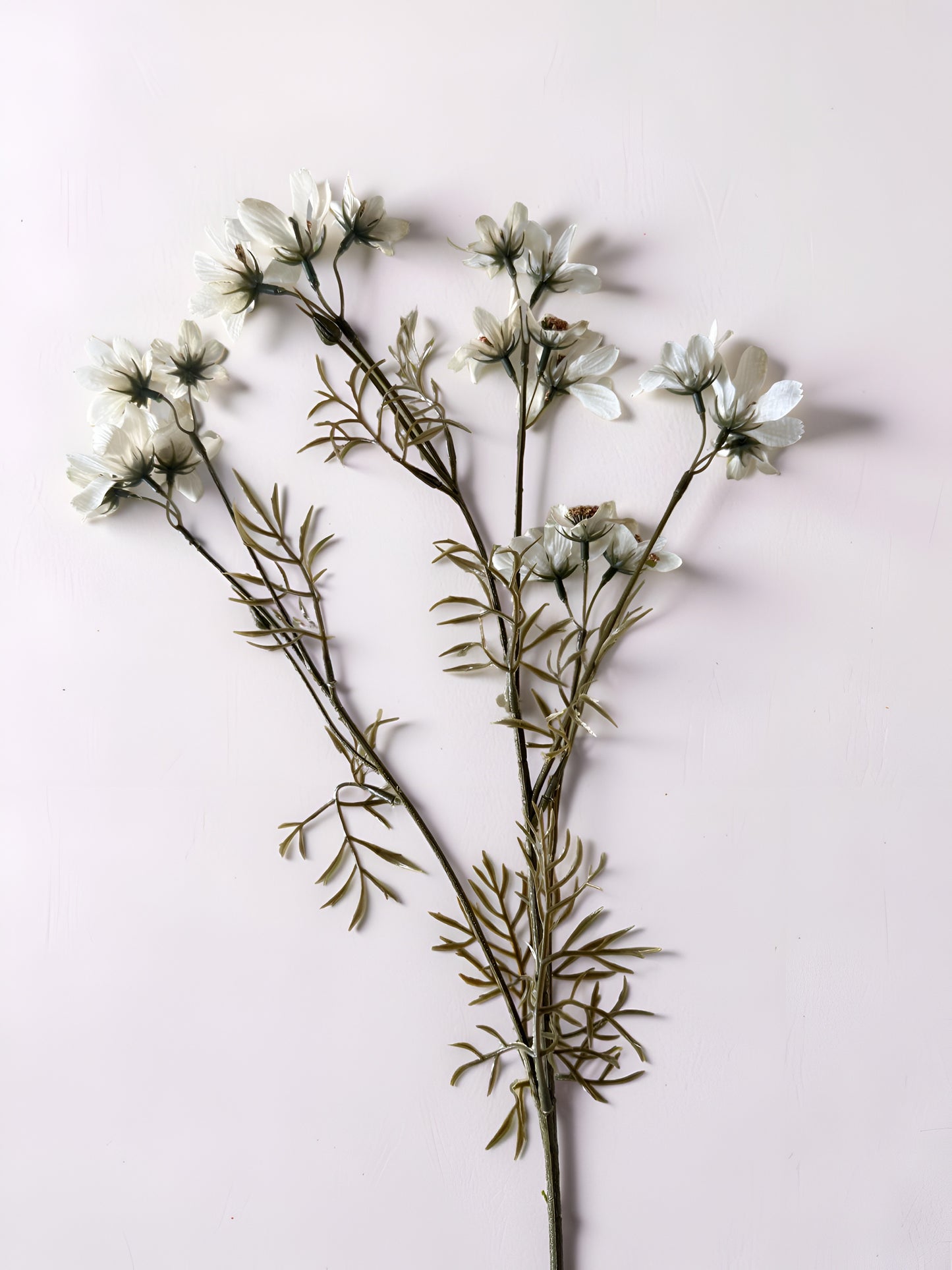 White Cosmo Stem