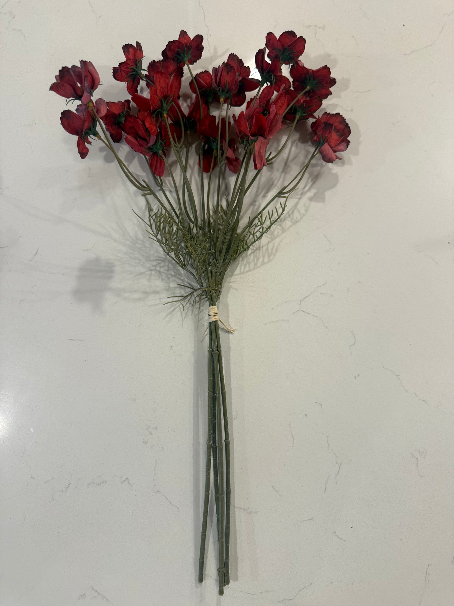 Light Burgundy Cosmos Stem