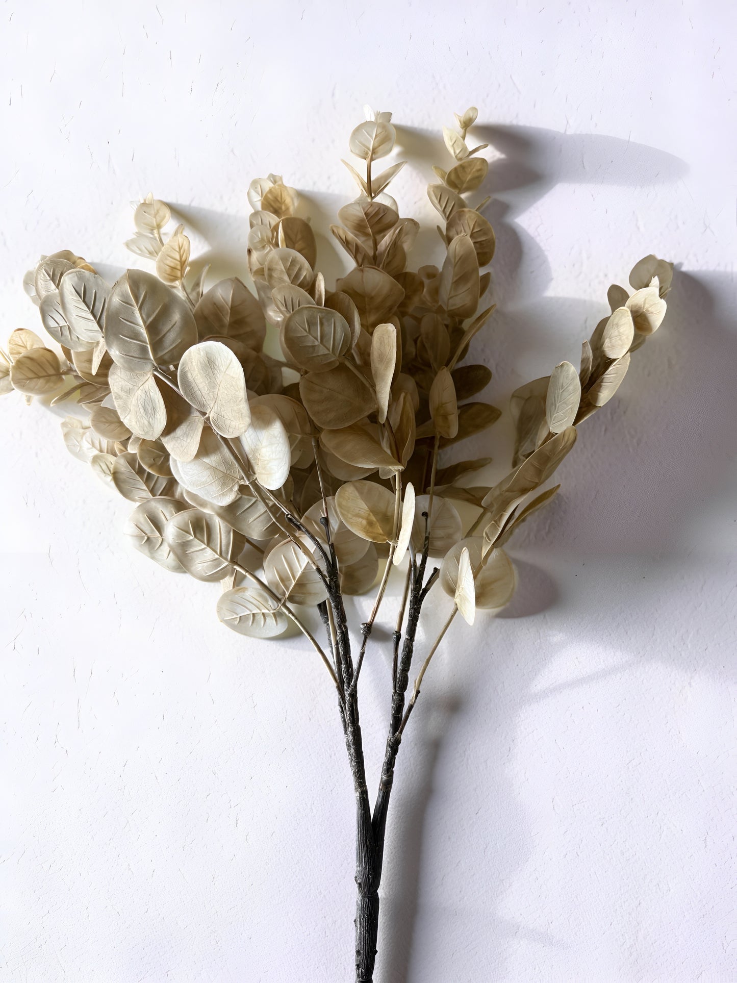 Cream Eucalyptus Bush