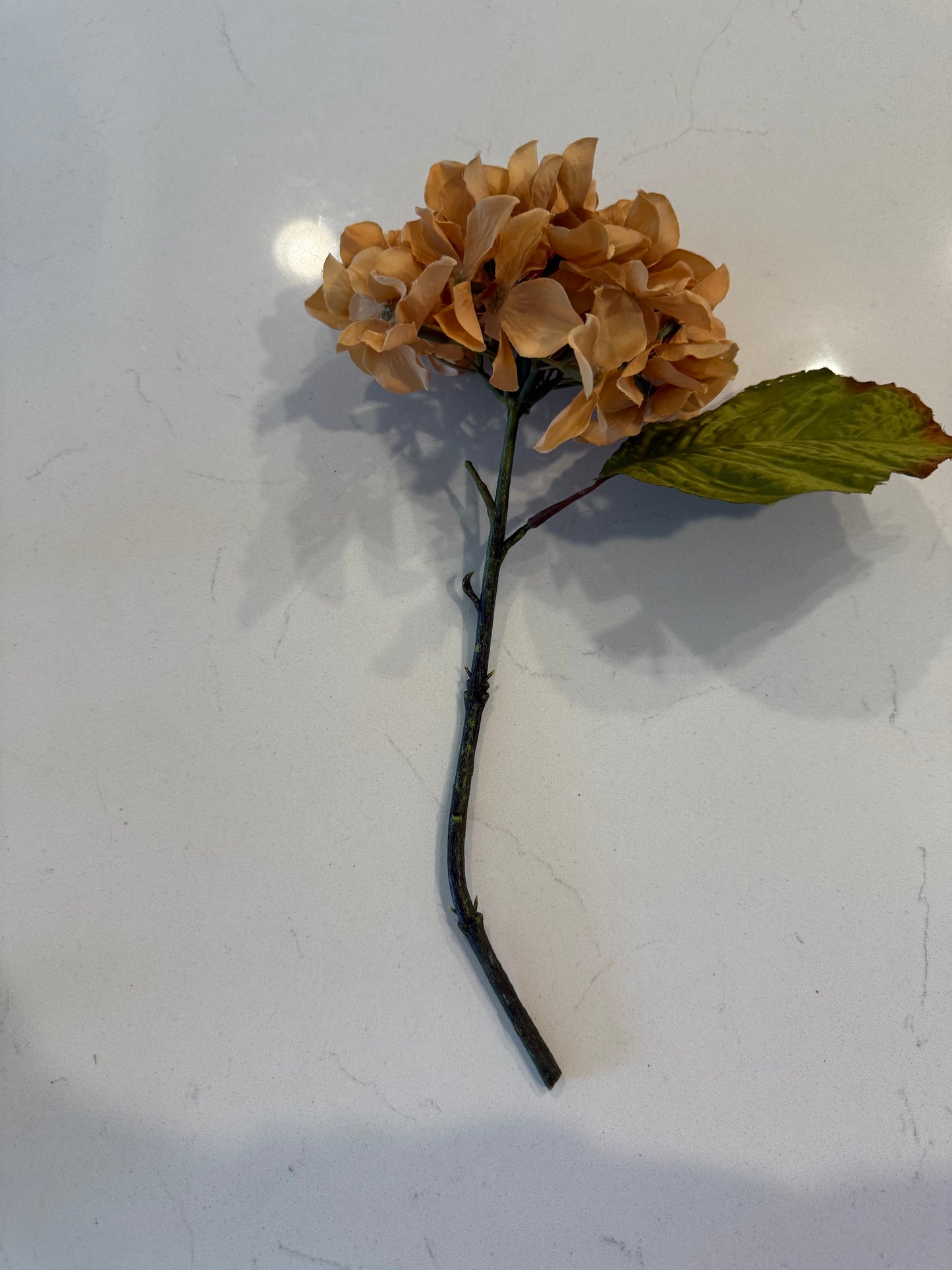 Beige Hydrangea