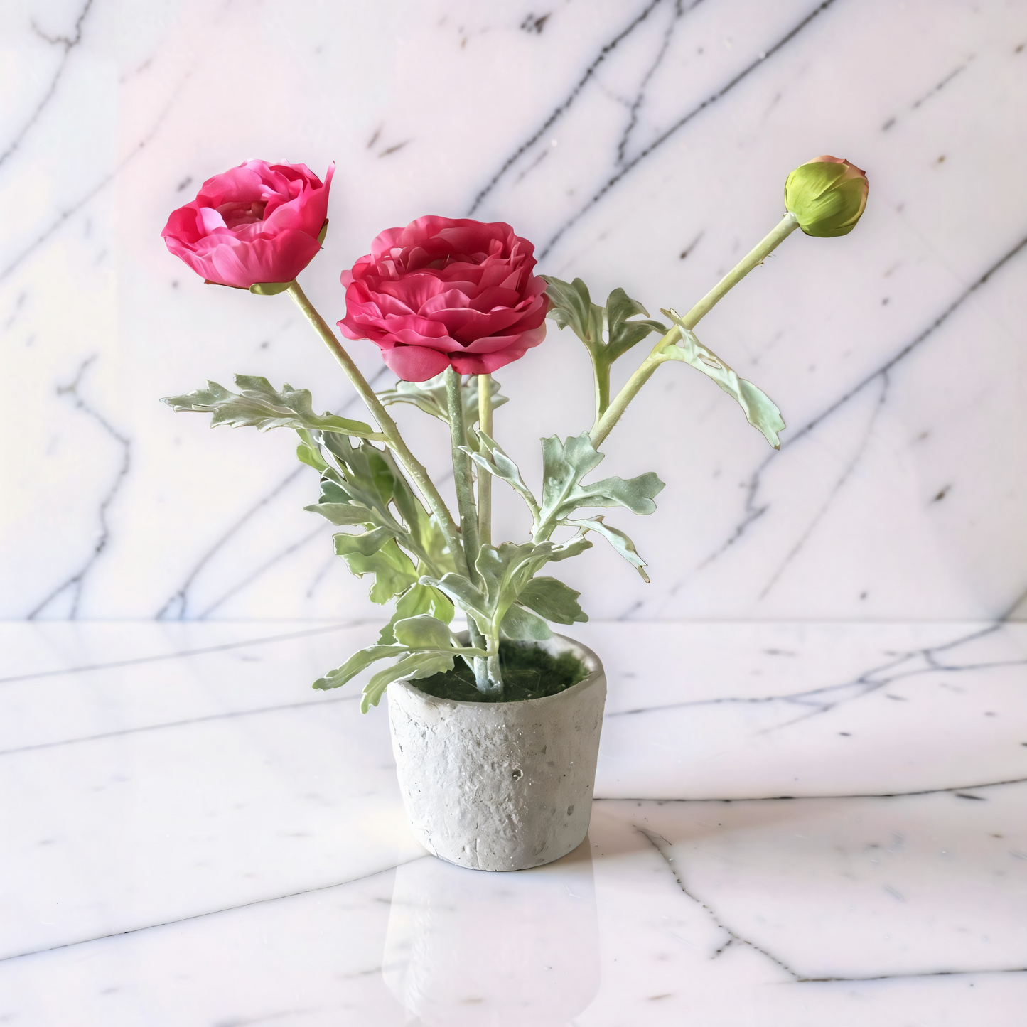Pink Ranunculus in Clay Pot