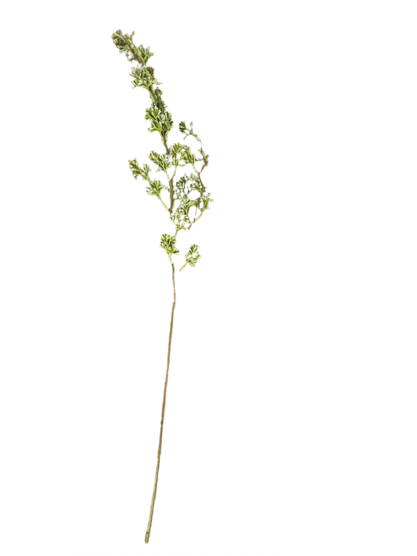 Powdered Green Eucalyptus Berry Stem