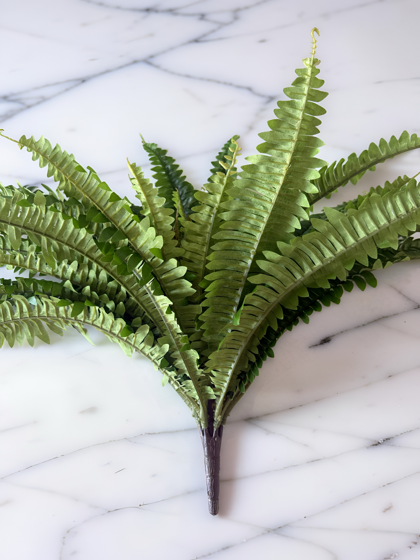 Calloway Fern Bush