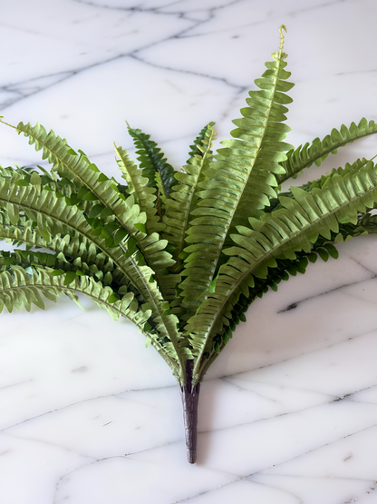 Calloway Fern Bush