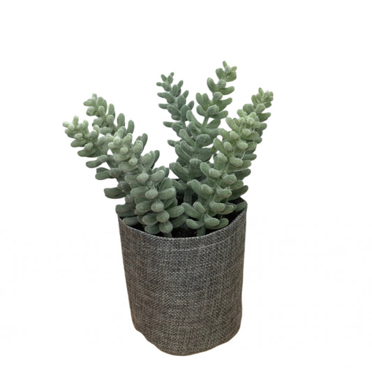 Flock Succulent in Bag