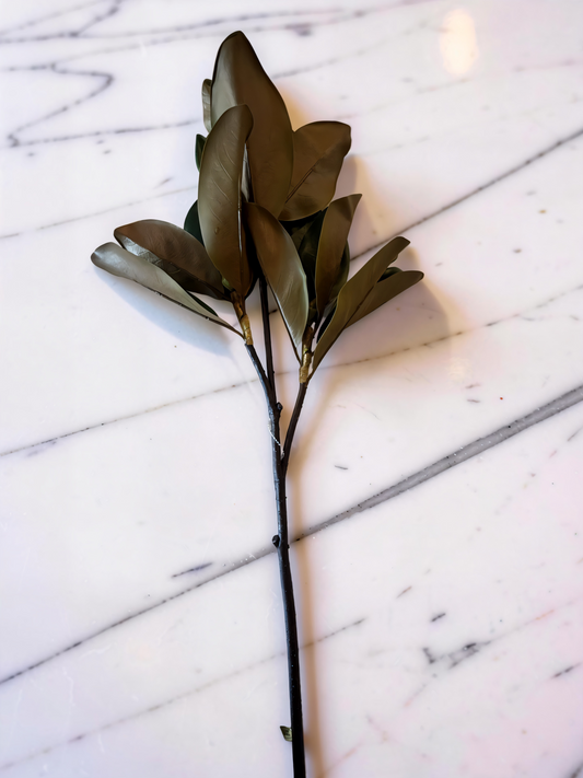 Magnolia Leaf Branch