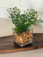 Fern in glass vase -
