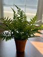 Fern In Pot-15”H
