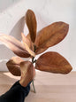 Dark Golden Yellow Magnolia Branch