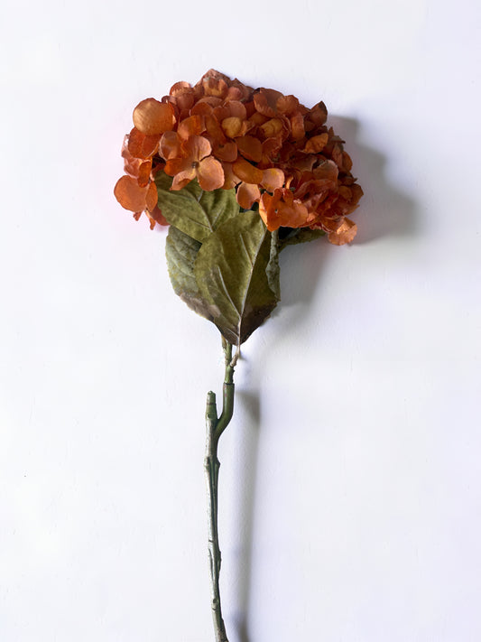 Dried Orange Hydrangea