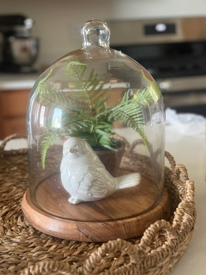 Glass Cloche with Acacia Wood Base -14''H