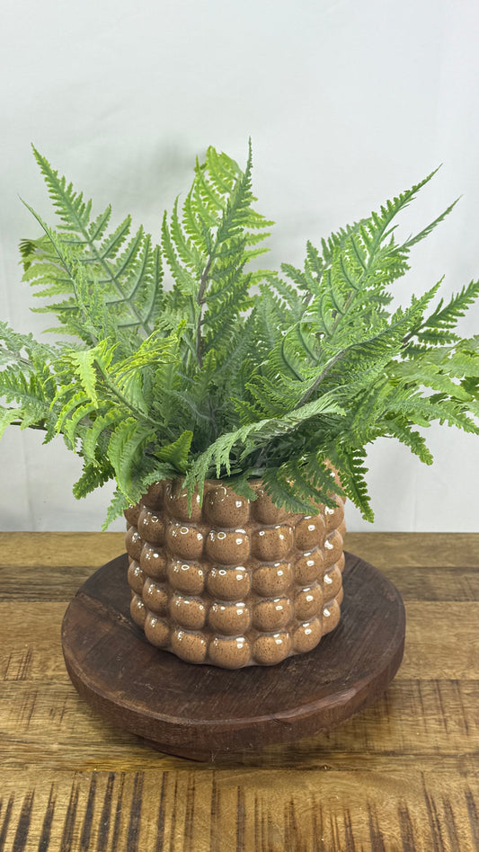 Fern Bundle