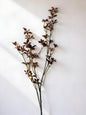 Ludwigia Fall Foliage Leaf Stem