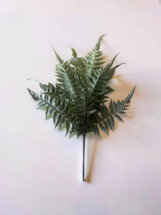 Fern Stem