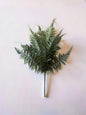 Fern Stem