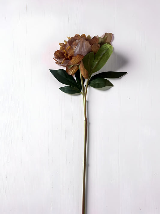 Yellow and Brown Peony