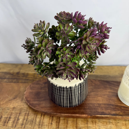 Burgundy Succulent Bush