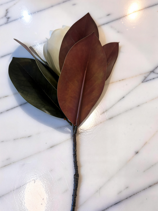 White Magnolia Stem -17''L