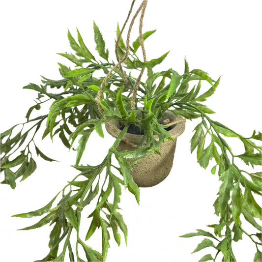 Hanging Fern In Pot