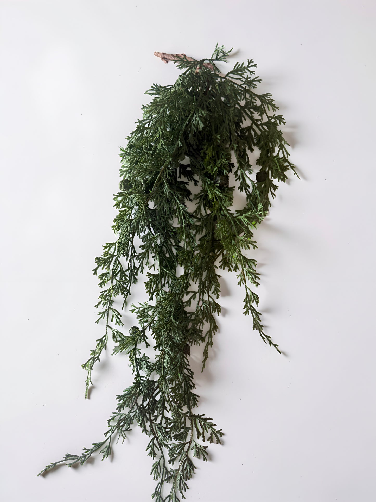 Weeping Cedar Hanging Stem