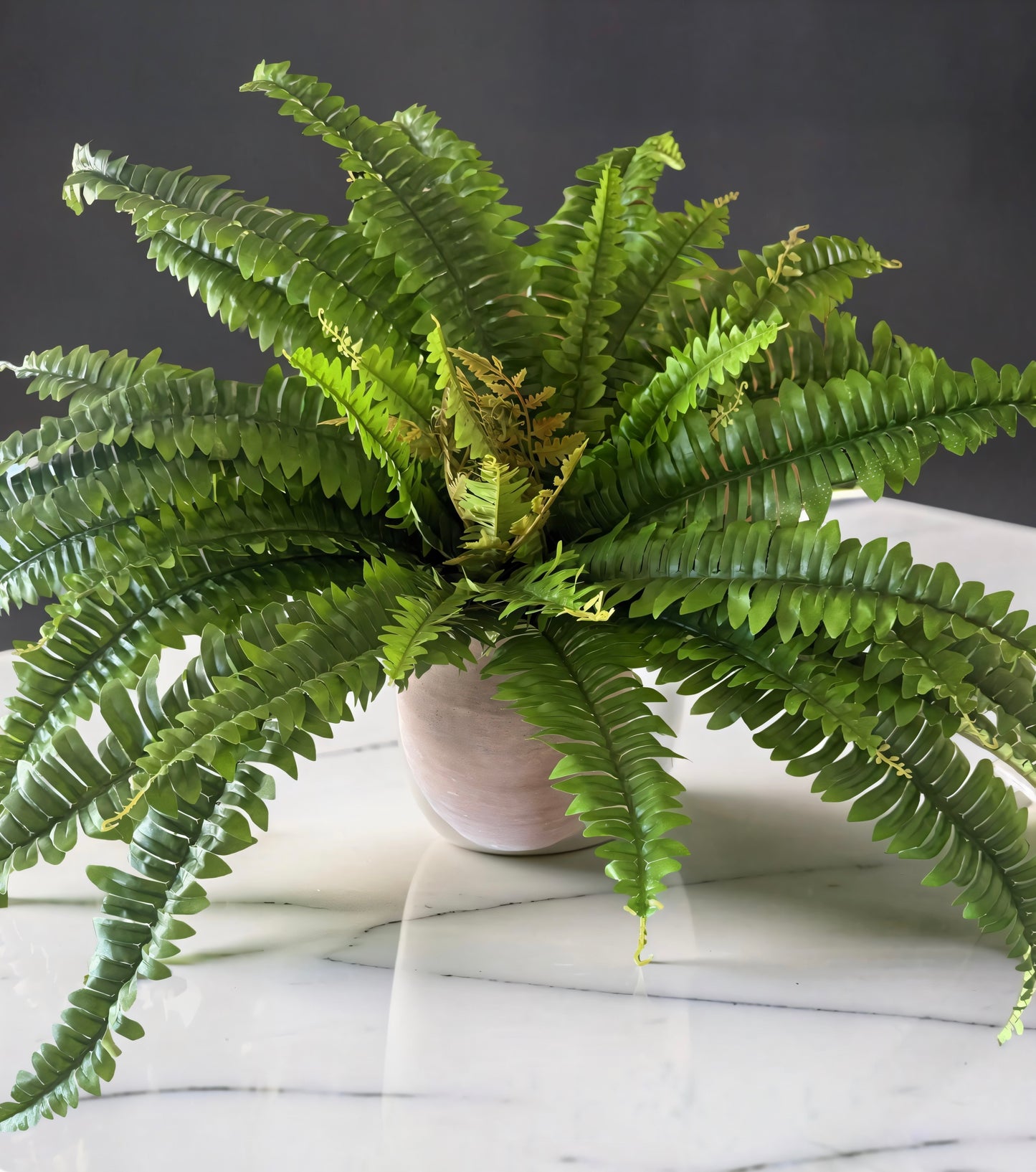 Calloway Fern Bush