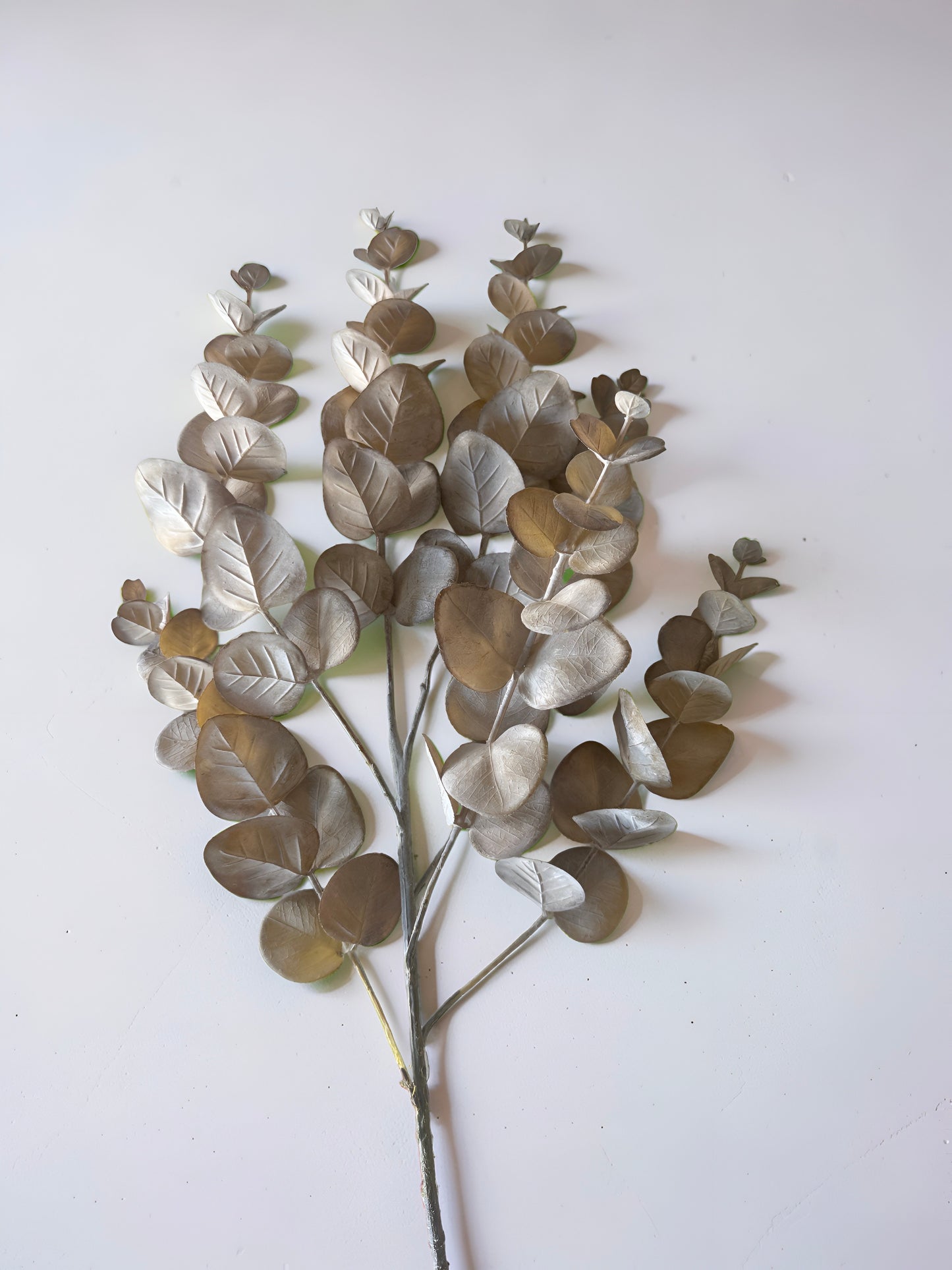 Brown Eucalyptus Stem
