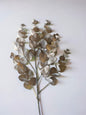 Brown Eucalyptus Stem