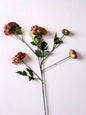 Rust Ranunculus Stem