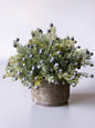Midnight Juniper Half Sphere