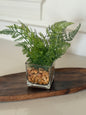 Fern in glass vase -