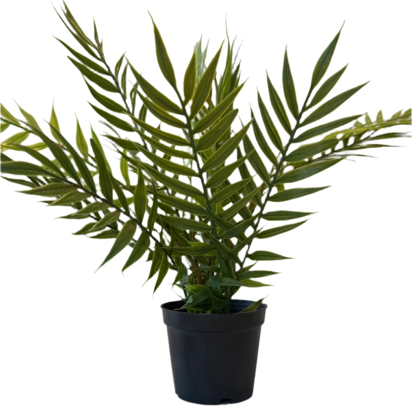 Fern Pot