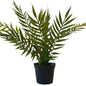 Fern Pot