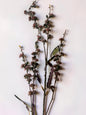 Red Wild Flower Branch
