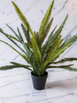 Quincy Fern Pot