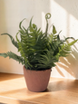 Fern in Cement Pot - 11.81''H