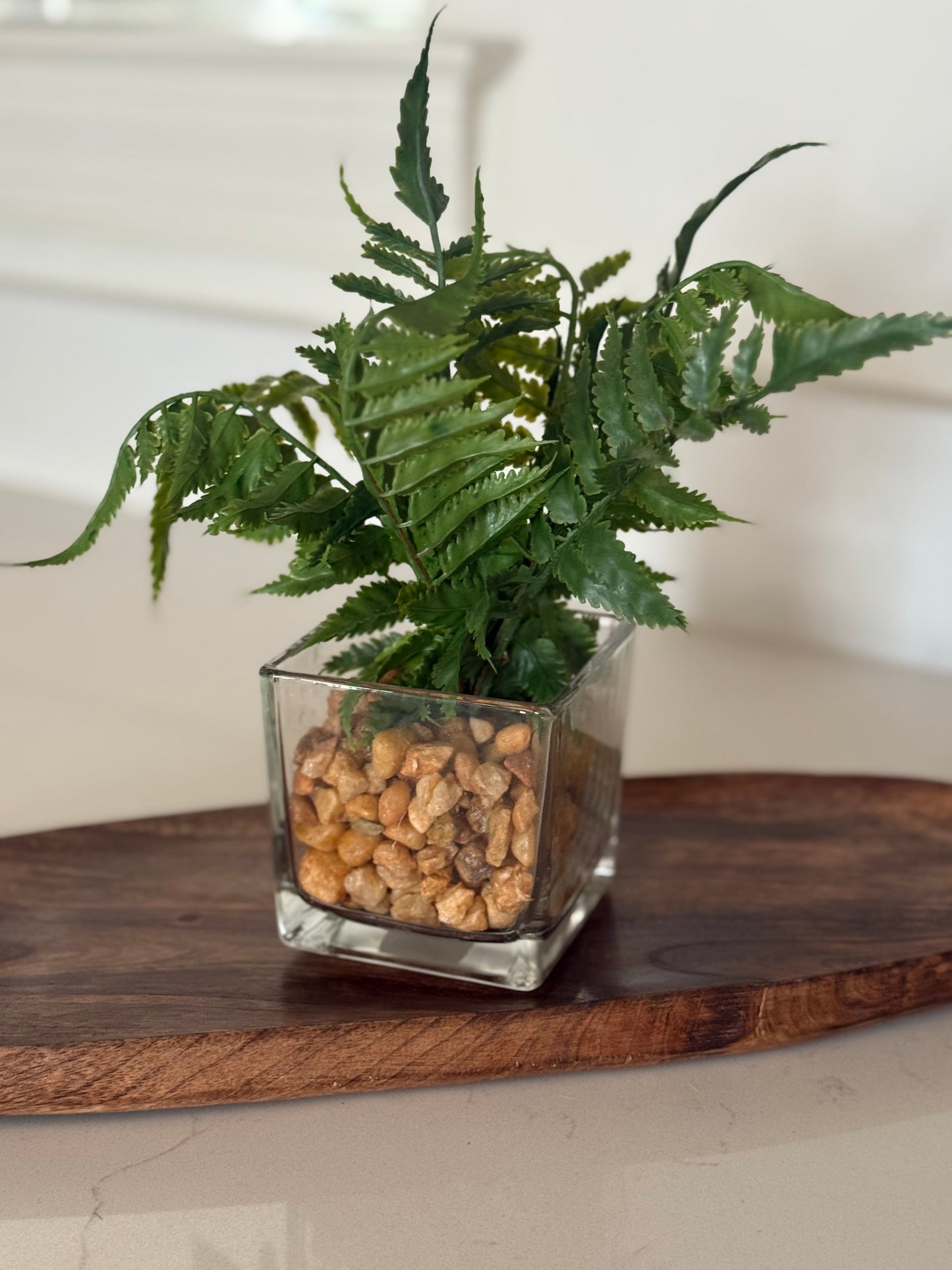 Fern in glass vase -