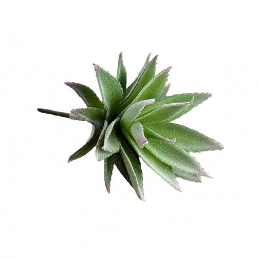 Green and Purple Aloe Succulent Pick