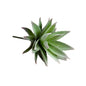Green and Purple Aloe Succulent Pick