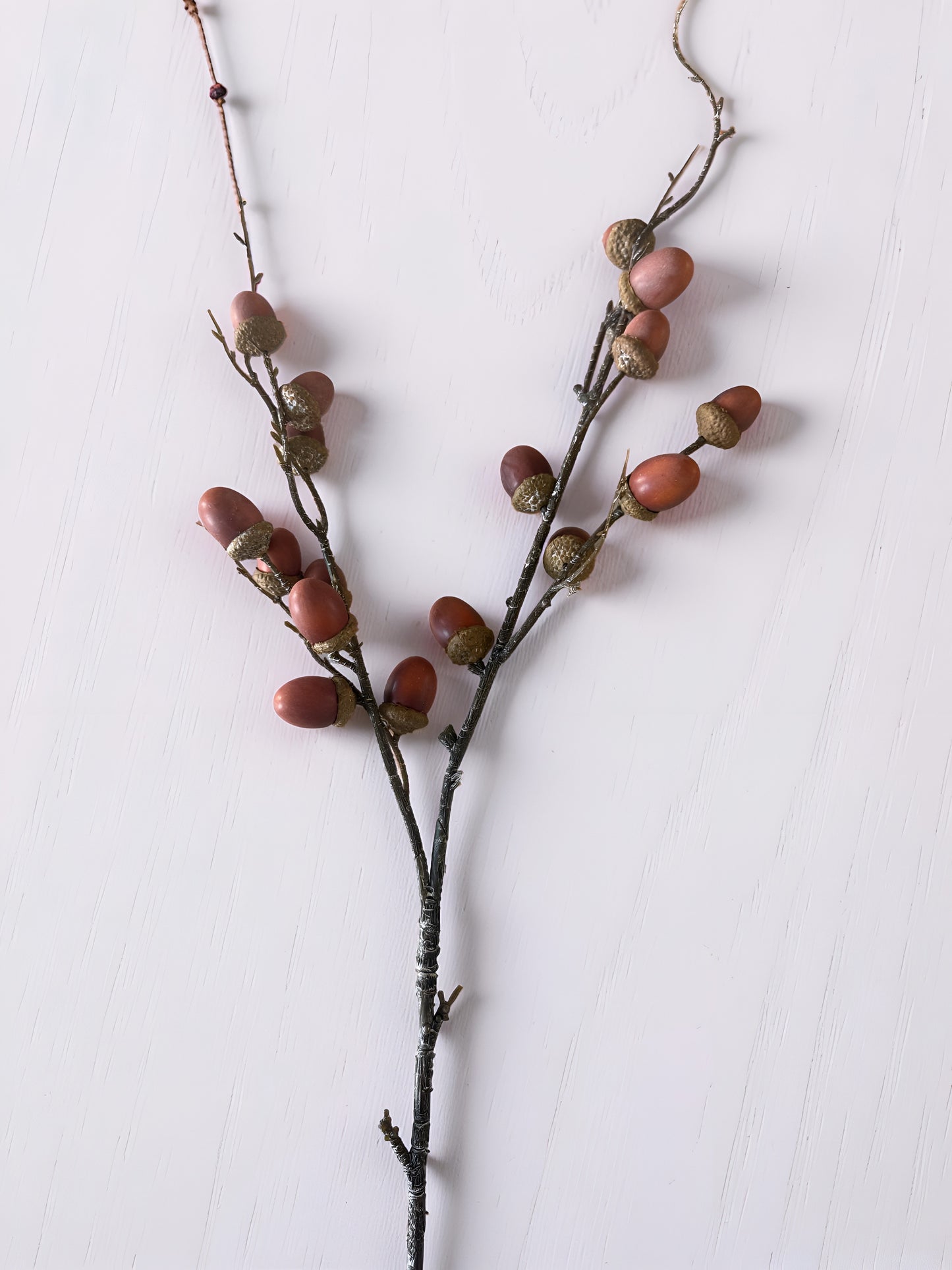 Orange and Brown Acorn Stem