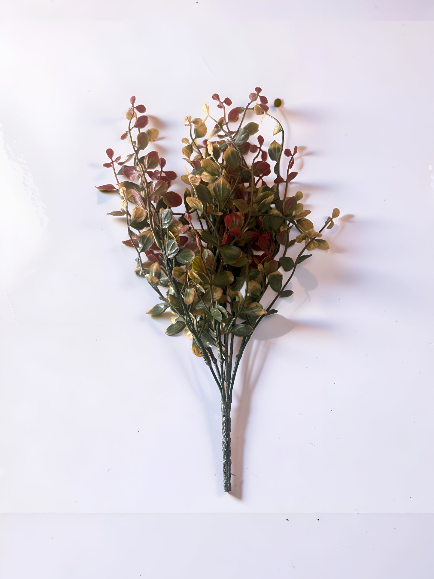 Red Pimpernel Bush