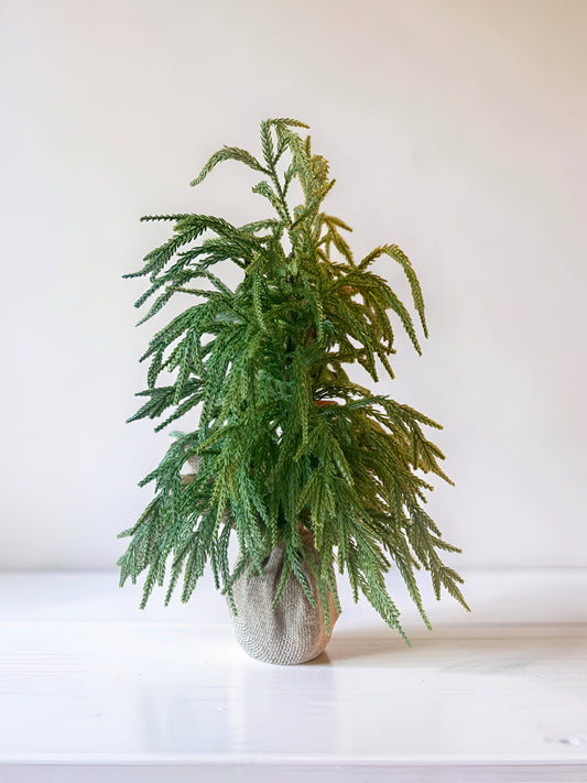 York Norfolk Pine Tree