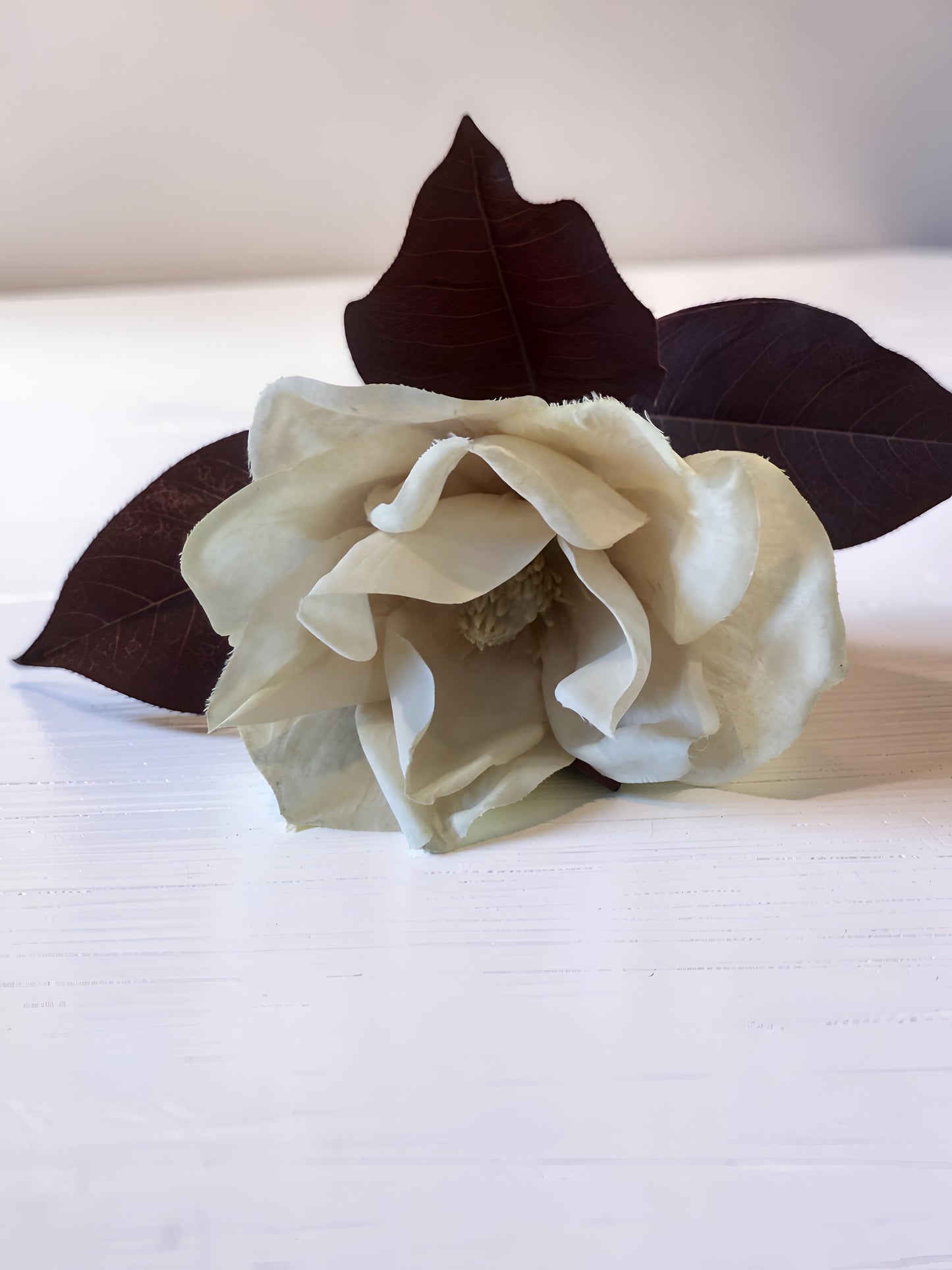 White Magnolia Stem