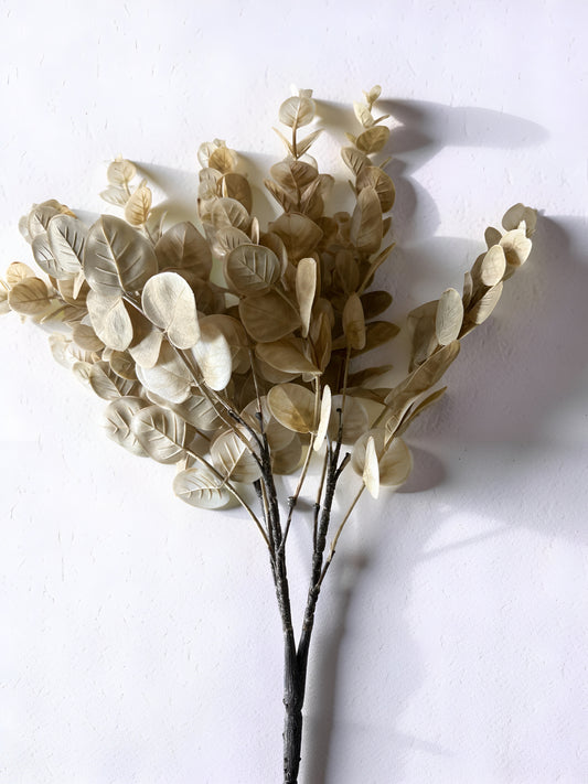 Cream Eucalyptus Bush