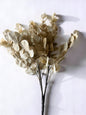 Cream Eucalyptus Bush