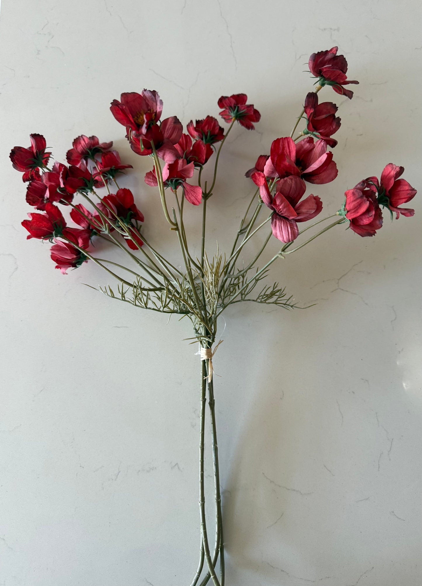 Light Burgundy Cosmo Stem