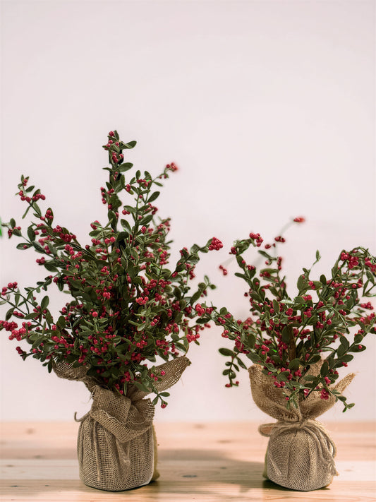 Sutherland Berry Tree