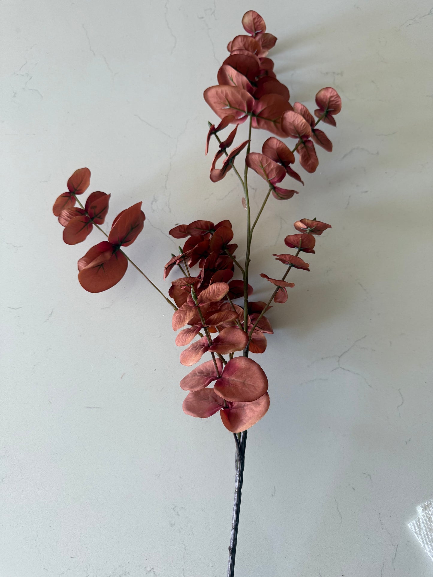 Orange Eucalyptus Stem