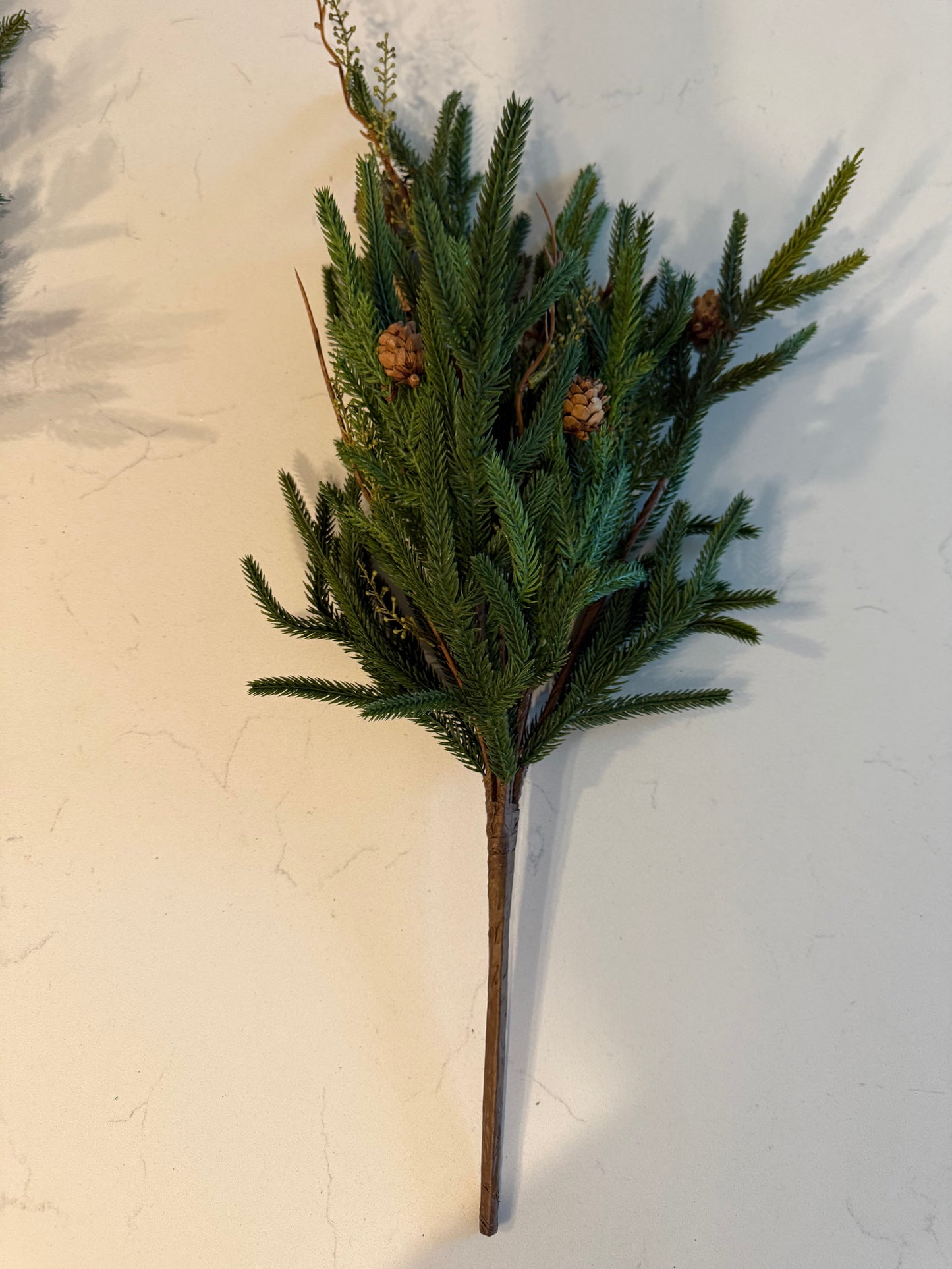 Pencil Pine Bush