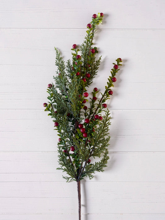 Red Berry Prickly Heath and Pine Stem